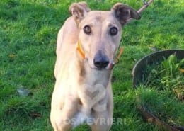 Molly 6 Greyhound