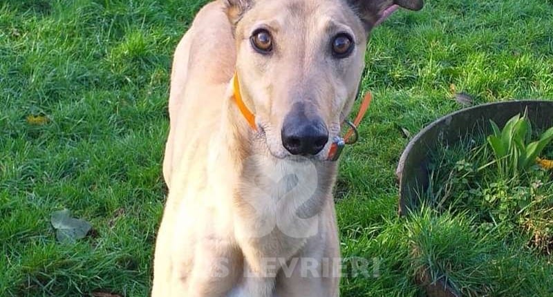 Molly 6 Greyhound
