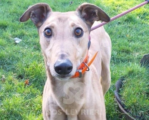Molly 6 Greyhound