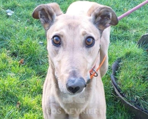 Molly 6 Greyhound
