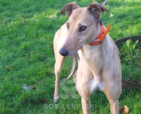 Molly 6 Greyhound