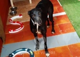 Musa Galgo Levriero in adozione