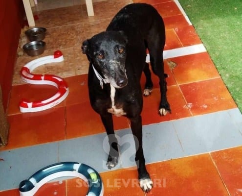 Musa Galgo Levriero in adozione