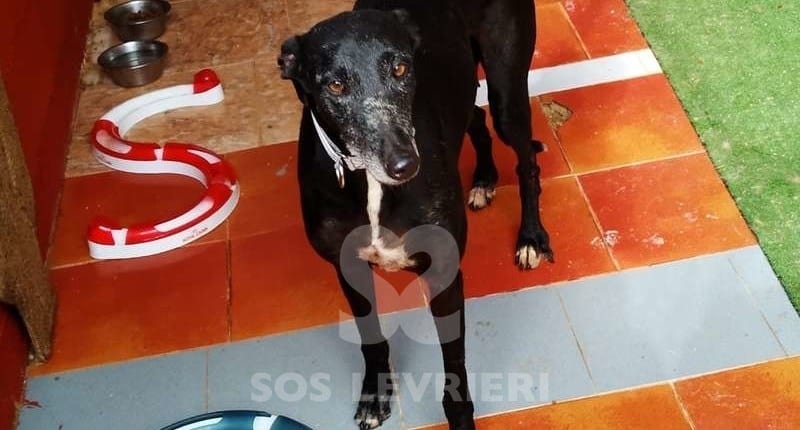 Musa Galgo Levriero in adozione