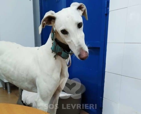 Niebla Galgo