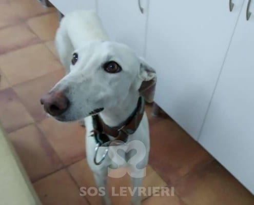 Niebla Galgo