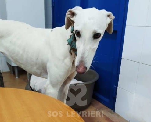 Niebla Galgo