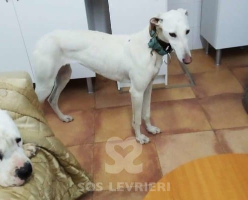 Niebla Galgo
