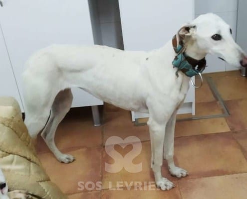 Niebla Galgo
