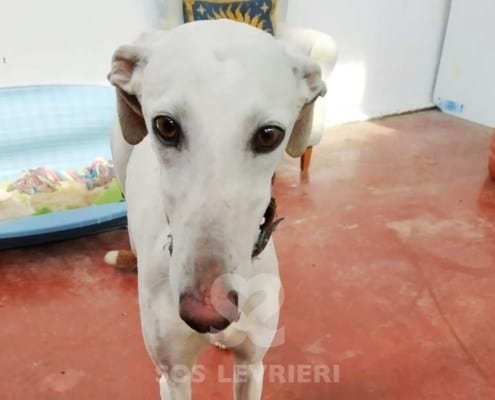 Niebla Galgo