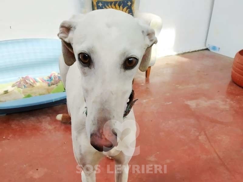 Niebla Galgo