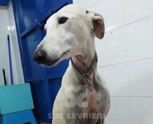 Pandora Galgo