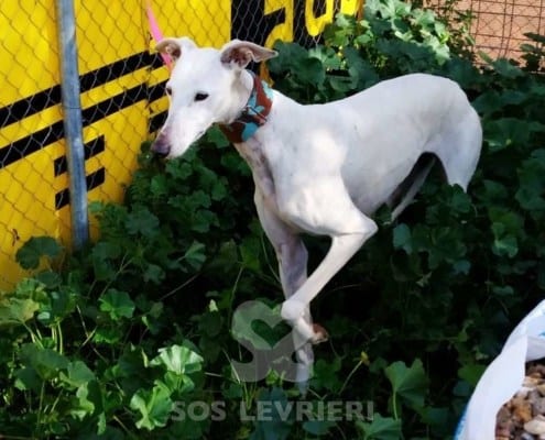 Pandora Galgo