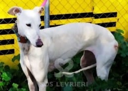 Pandora Galgo