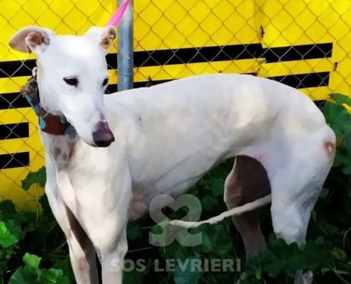 Pandora Galgo