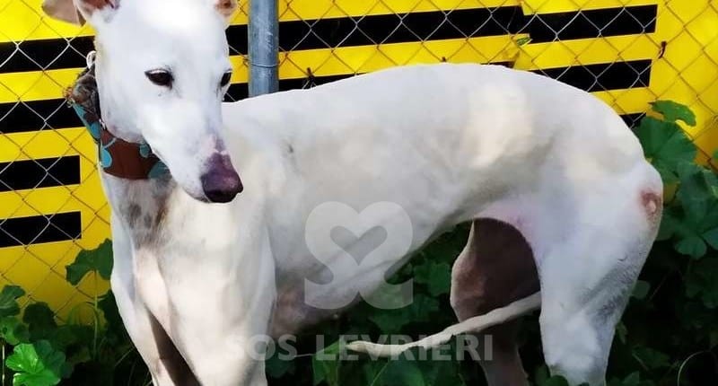 Pandora Galgo