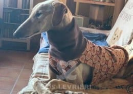 Peanut Galgo
