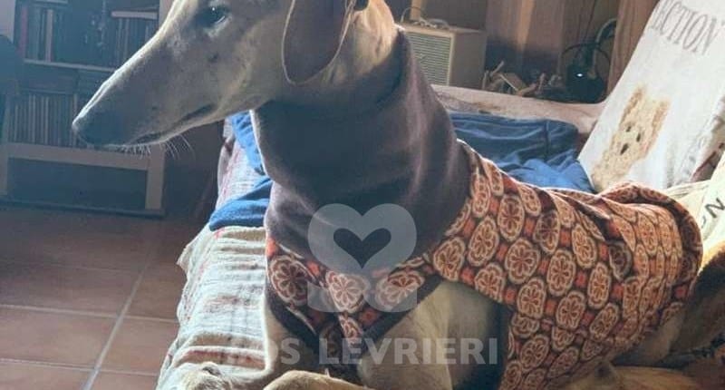 Peanut Galgo