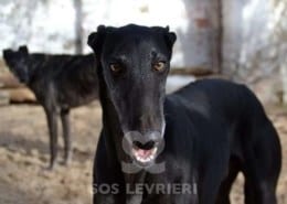 Ramon 2 Galgo
