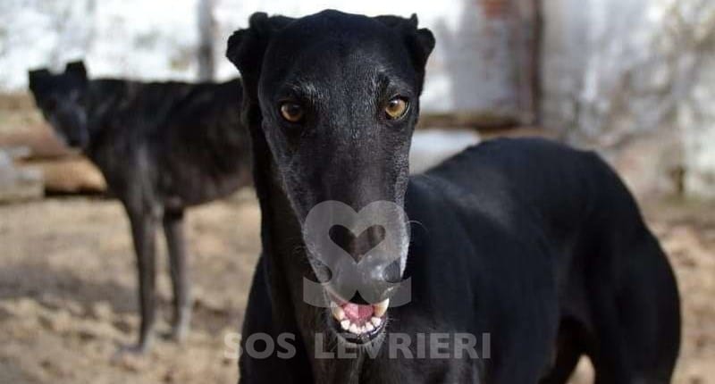 Ramon 2 Galgo