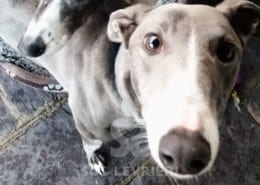 Skye 2 Greyhound Levriero in adozione