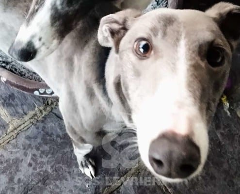 Skye 2 Greyhound Levriero in adozione