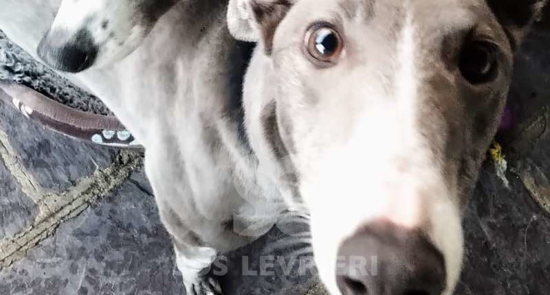 Skye 2 Greyhound Levriero in adozione