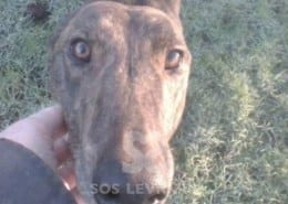 Swing Greyhound Levriero in adozione