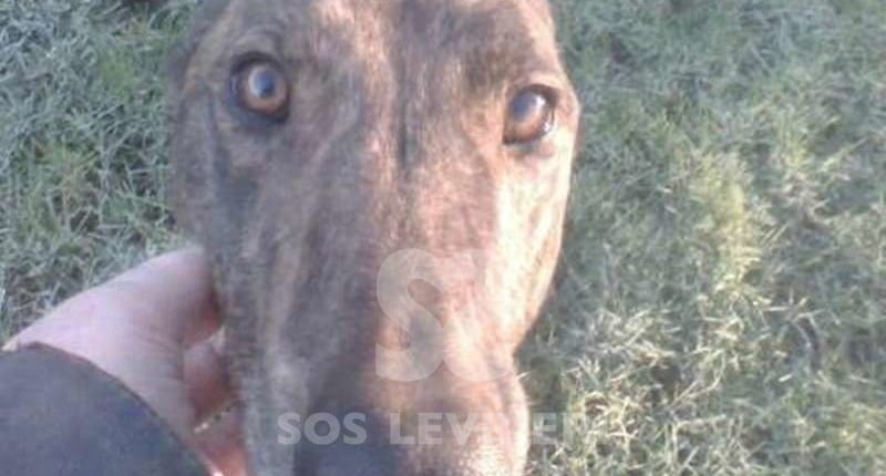 Swing Greyhound Levriero in adozione