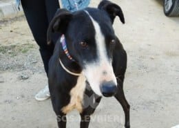 Alcazar Galgo