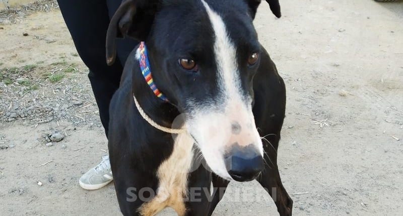Alcazar Galgo
