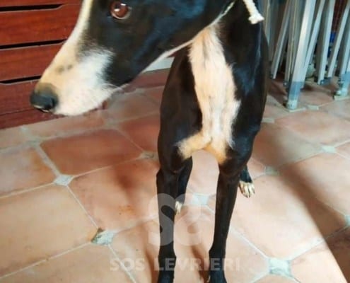 Alcazar Galgo