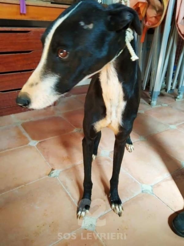 Alcazar Galgo