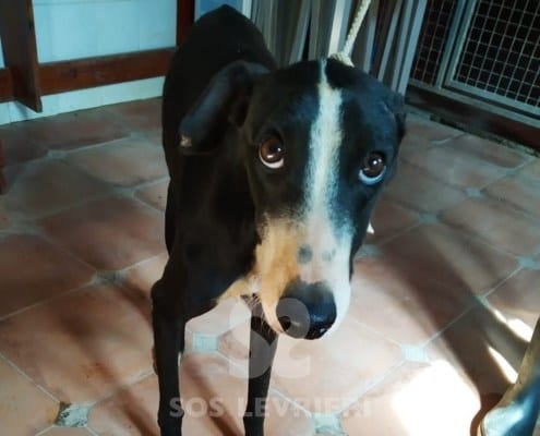 Alcazar Galgo