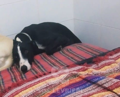 Alcazar Galgo