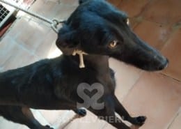 Alhambra Galgo