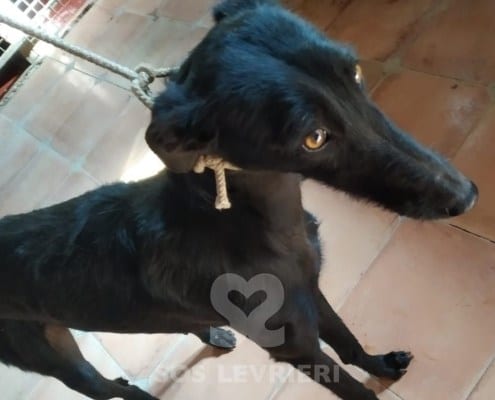 Alhambra Galgo