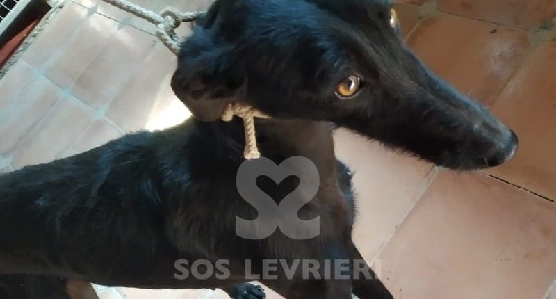 Alhambra Galgo