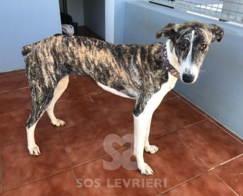 Dina 4 mix galgo