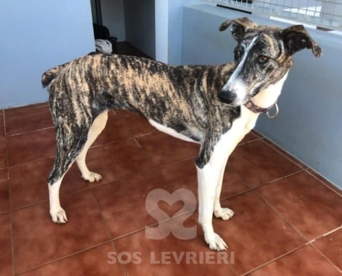 Dina 4 mix galgo