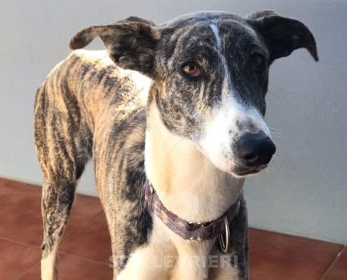 Dina 4 mix galgo