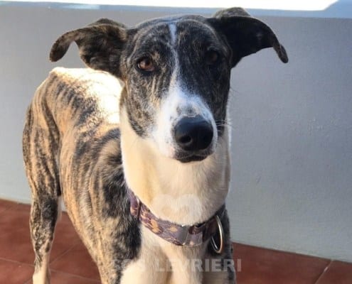 Dina 4 mix galgo