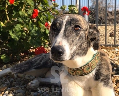Dina mix galgo