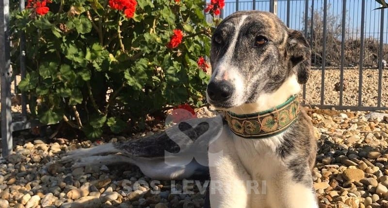Dina mix galgo