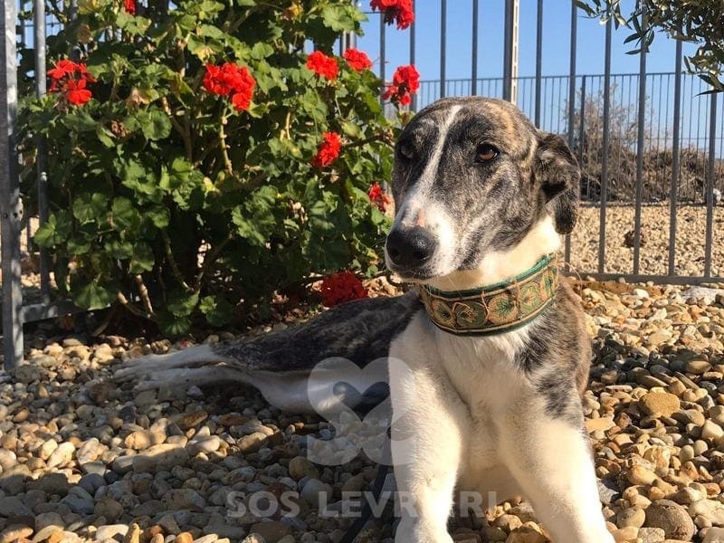 Dina mix galgo