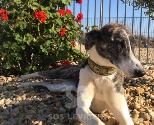 Dina mix galgo