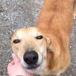 Eden Greyhound