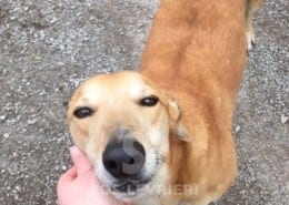 Eden Greyhound