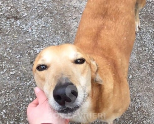 Eden Greyhound