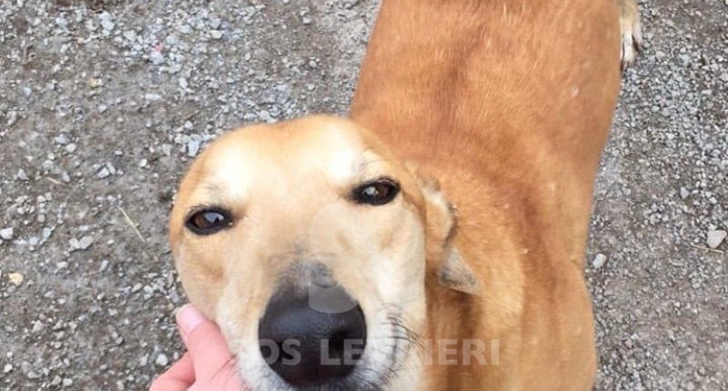 Eden Greyhound